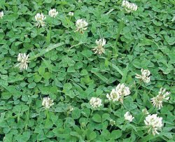 Клевер Trifolium альтернативные газоны