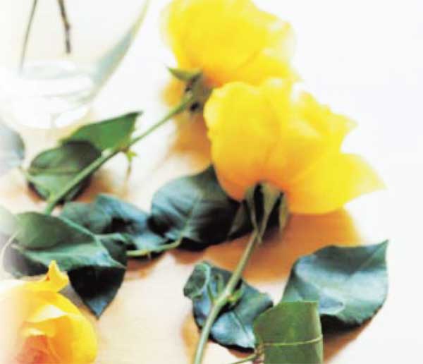 Особенности и характеристика сорта розы Купферкенигин