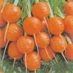 семена моркови отзывы Парижский Рынок