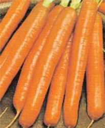 семена моркови отзывы Грибовчанин F1