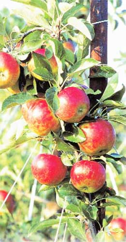 Лучшие сорта яблонь: отзывы, описание, фото