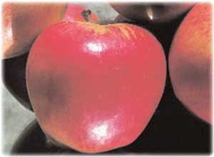Лучшие сорта яблонь: отзывы, описание, фото