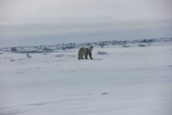 Арктика экспедиция фото медведь