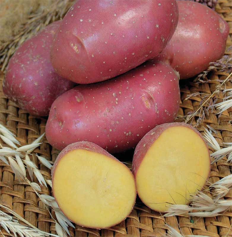 Сорта картофеля для кировской области фото и описание