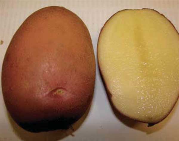 Сорта картофеля: отзывы, описание, фото
