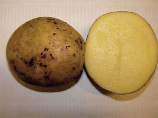 Сорта картофеля: отзывы, описание, фото