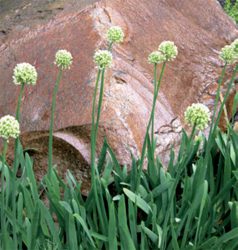 Аллиум Allium луки декоративные названия