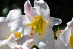 лилия лилии фото описание гибриды сорта