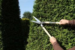 Caiman ручной инструмент садовые ножницы