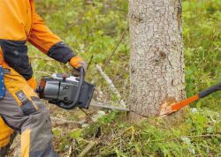 тест отзывы ZimAni MS 361 Pro