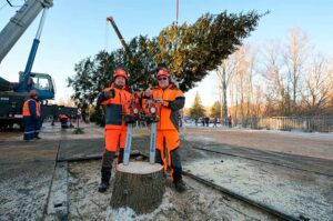 Главная новогодняя ель России 2020 2021 бензопила Husqvarna 572 XP Хускварна