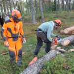 Husqvarna X Cut SP33G H30 цепь пильная 450 550XP сравнение новая старая бензопила