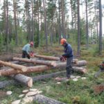 Husqvarna X Cut SP33G H30 цепь пильная 450 550XP сравнение новая старая бензопила